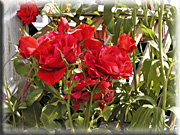 I rosenträdgården